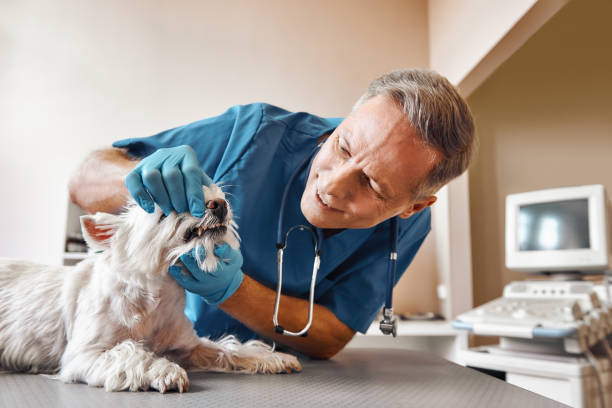 Best Broken or Chipped Tooth Repair in Forest, VA